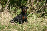 PINSCHER NAIN 095